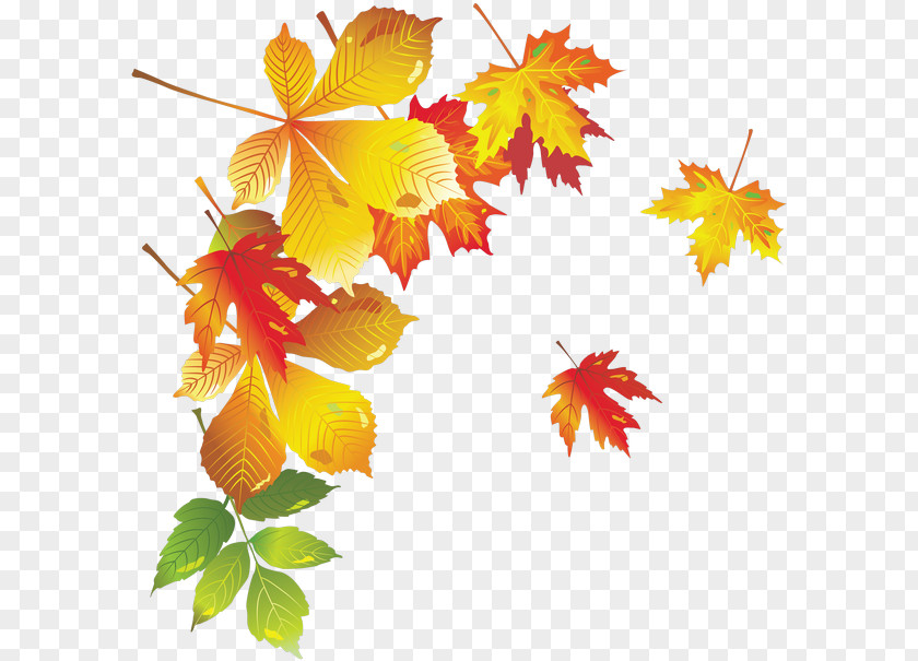 Maple Leaf Krasnogvardeysky District PNG leaf District, Saint Petersburg Autumn Teacher, autumn clipart PNG