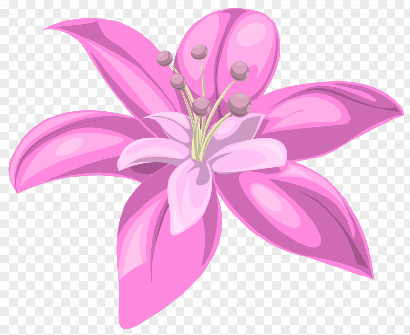 Pink Flower Lilium Clip Art PNG