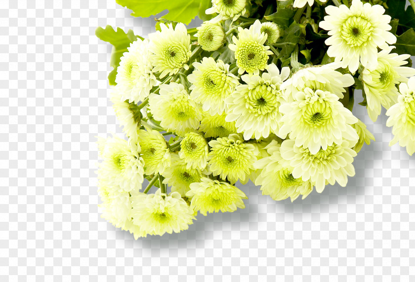 White Chrysanthemum Common Daisy Fundal PNG
