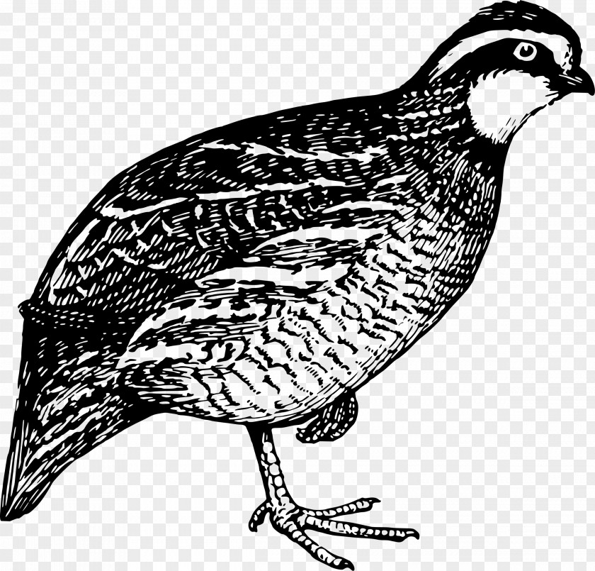 Bird Quail Hunting Northern Bobwhite Clip Art PNG