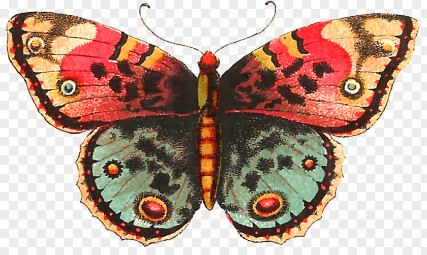 Butterfly Moth Clip Art PNG