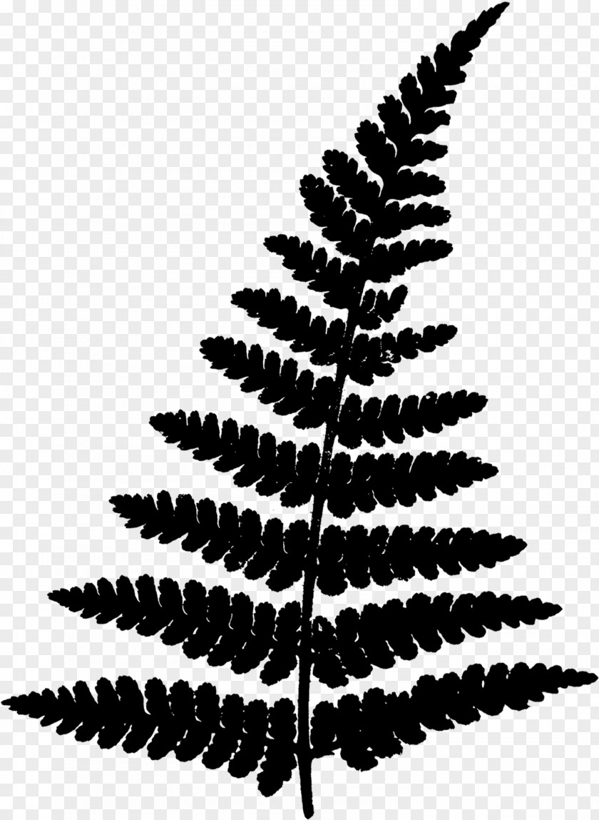 Clip Art Fern Image Royalty-free PNG