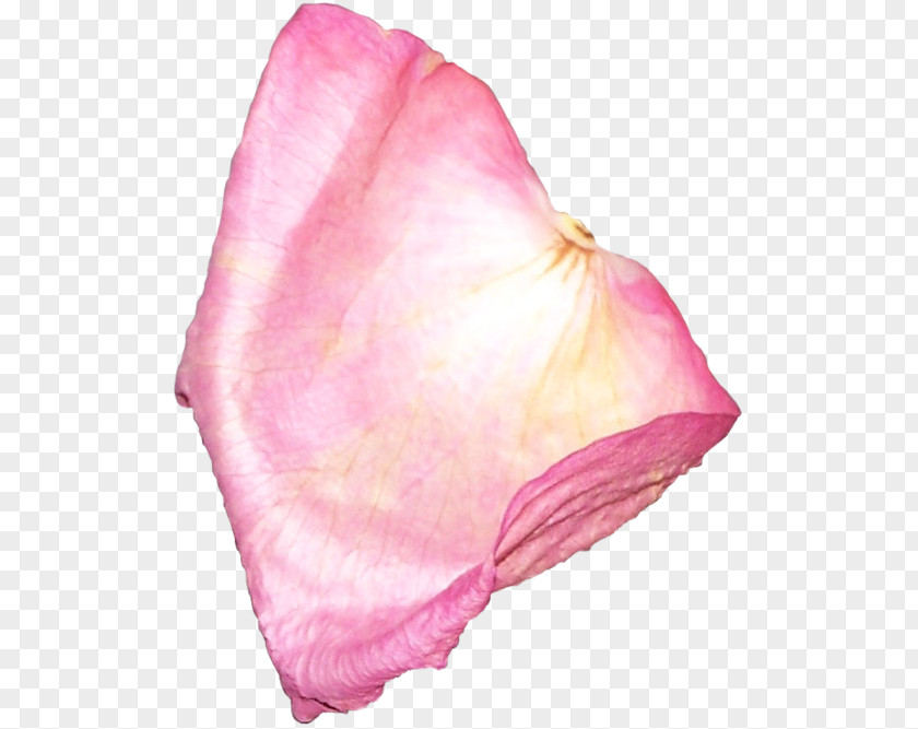 Flower Petal Clip Art PNG