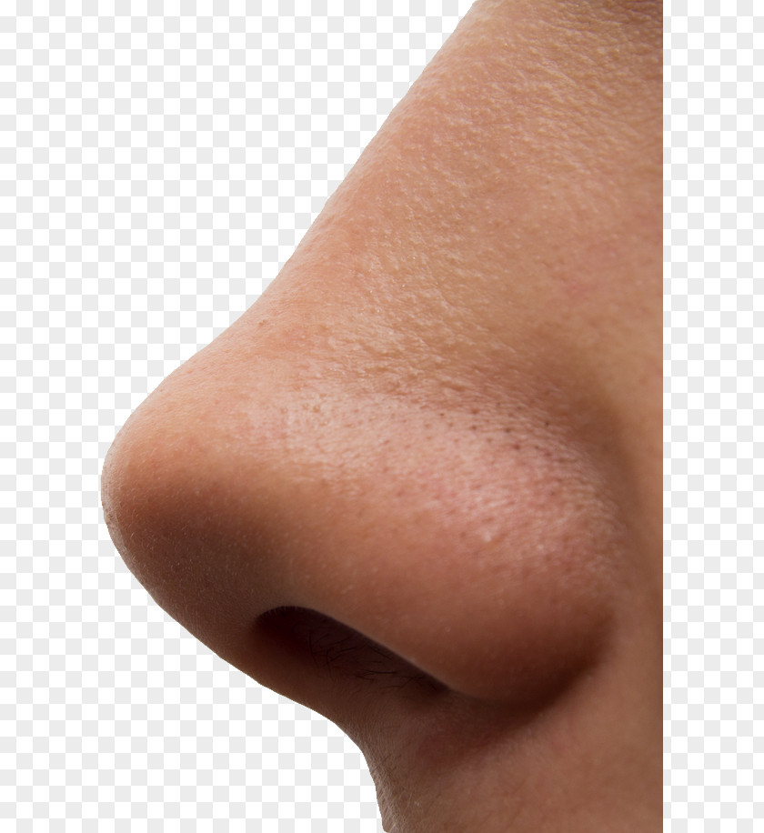 Human Nose Olfaction Odor Phantosmia Taste PNG
