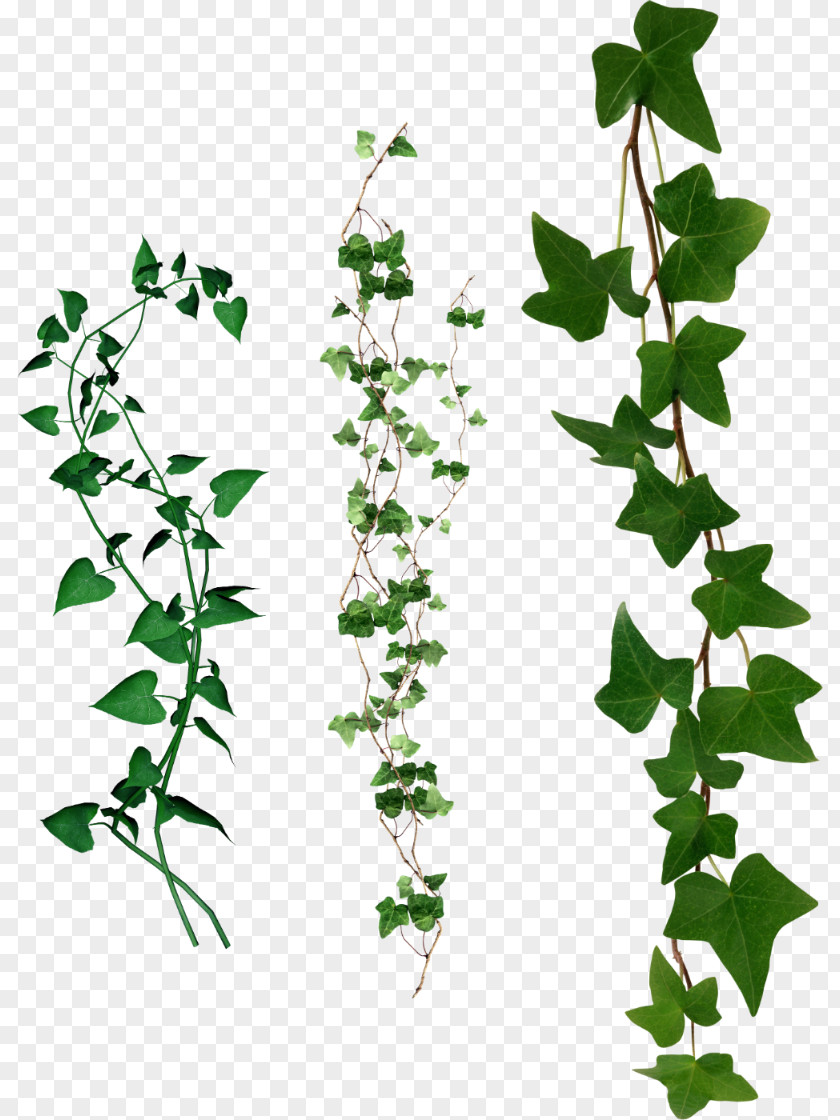 Leaf Ivy Adobe Photoshop Misgurnus Fossilis PNG