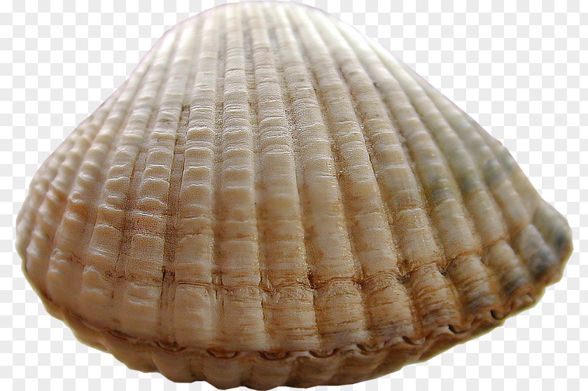 Mar Cockle Conchology Seashell صدفة بحرية PNG