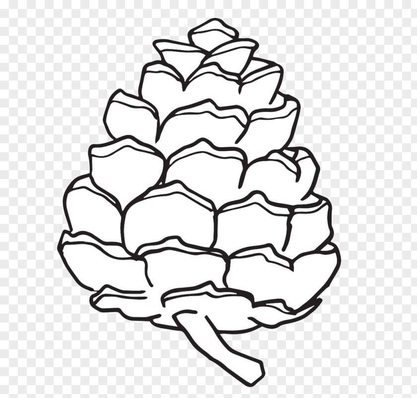 Pinecones Conifer Cone Clip Art Eastern White Pine Ponderosa PNG