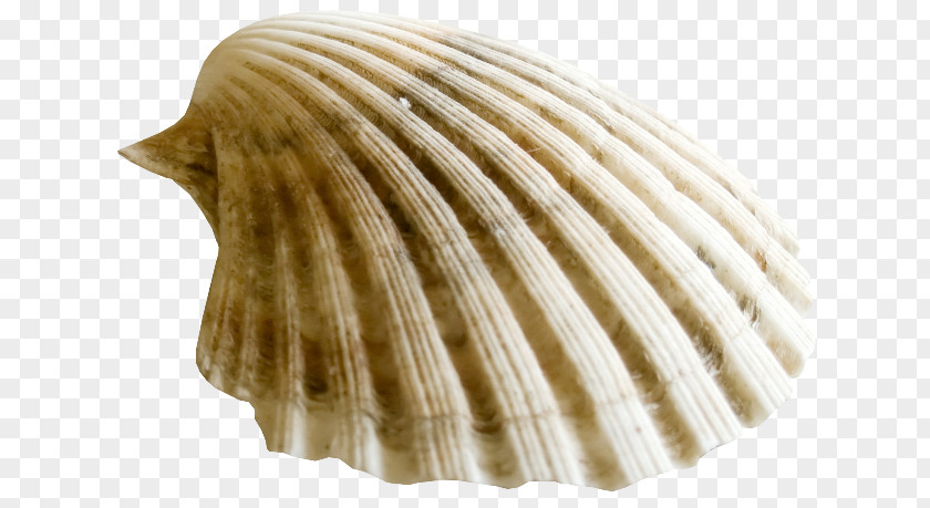 Seashell Clam Oyster Cockle Mussel Pectinidae PNG