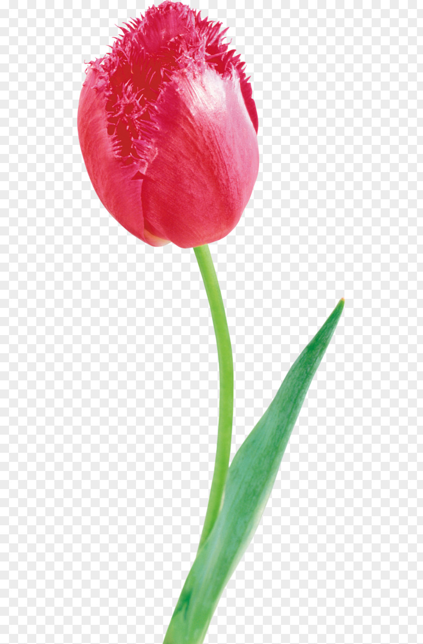 Tulip Cut Flowers Petal Plant Stem PNG