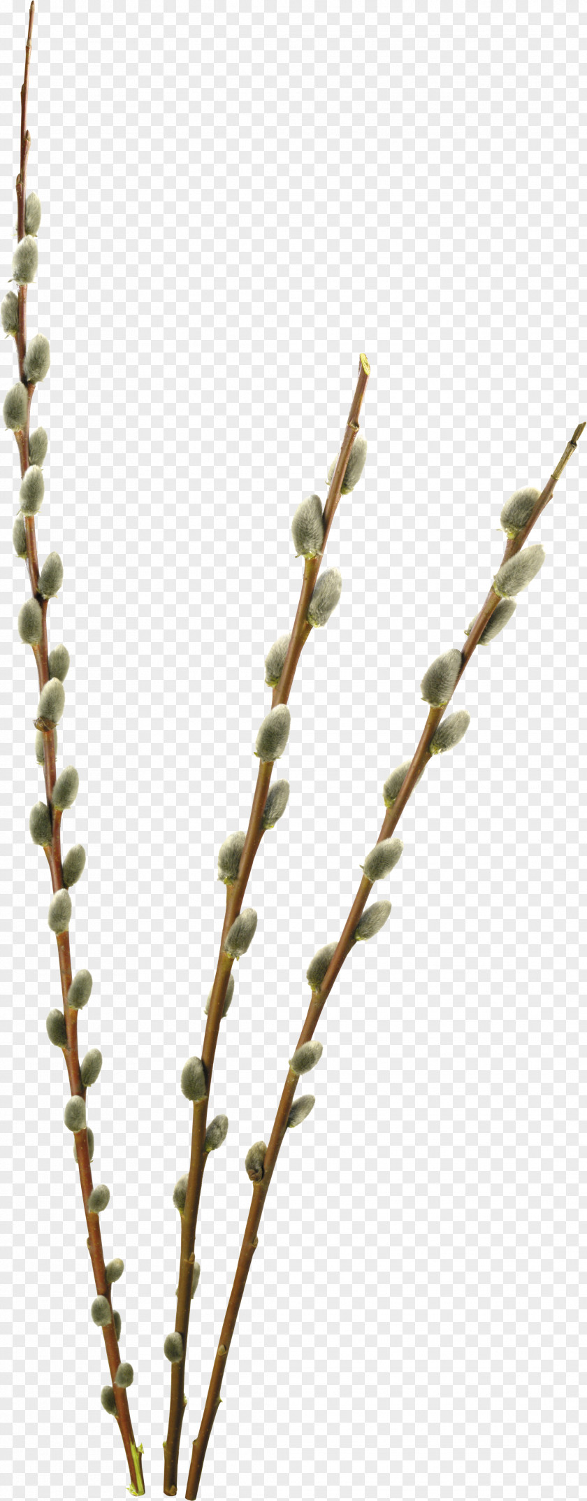 TWIG Willow Information Digital Image Clip Art PNG