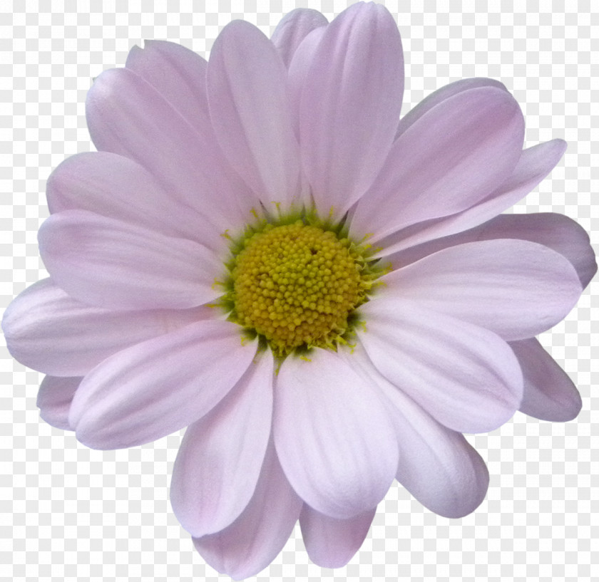 White Flower Lilac Violet Argyranthemum Frutescens Daisy Family Purple PNG