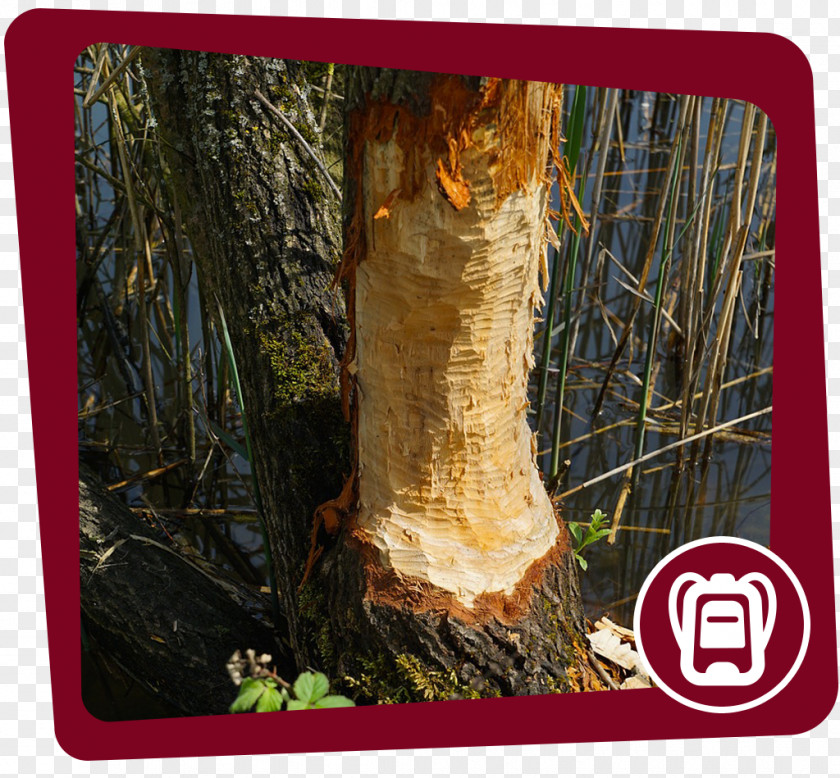 Beaver Trunk Wood Tree Bark PNG