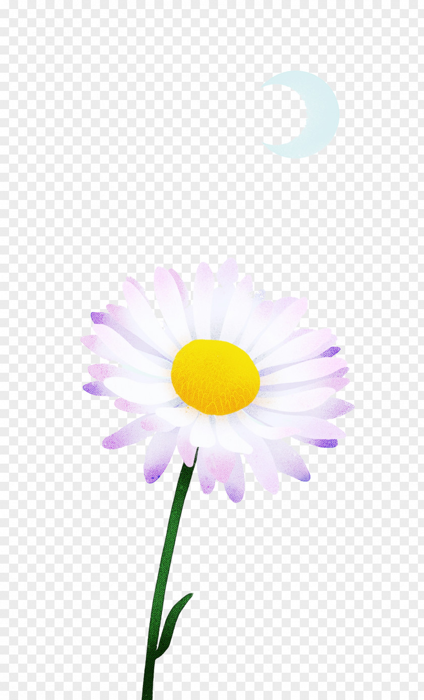 Oxeye Daisy Petal Close-up Computer M PNG