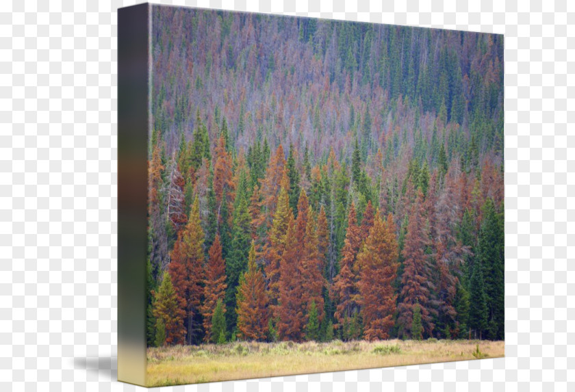 Forest Larch Temperate Broadleaf And Mixed Painting Coniferous PNG