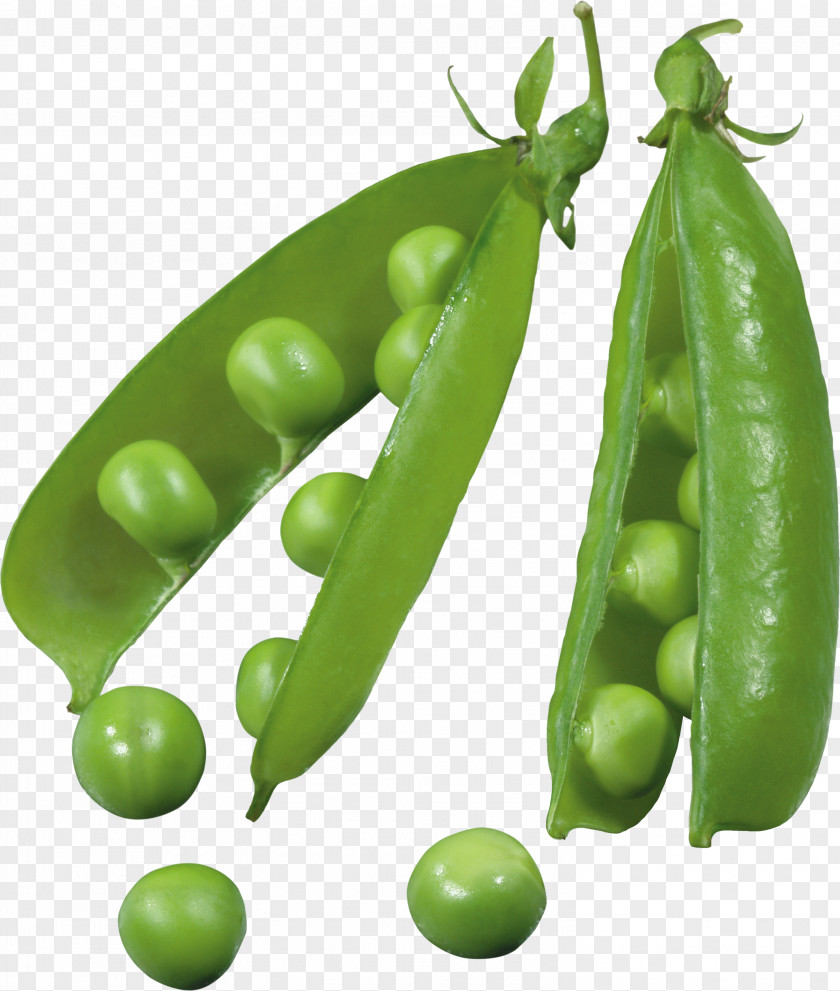 Pea Icon PNG