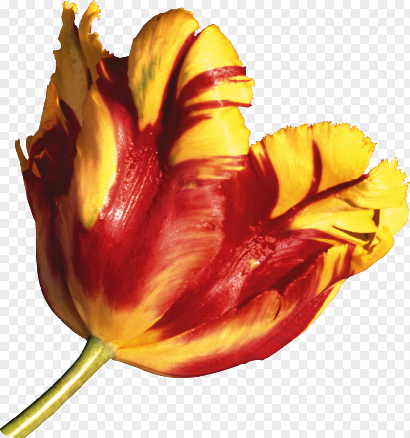 Tulip Flower Domain Name .net PNG
