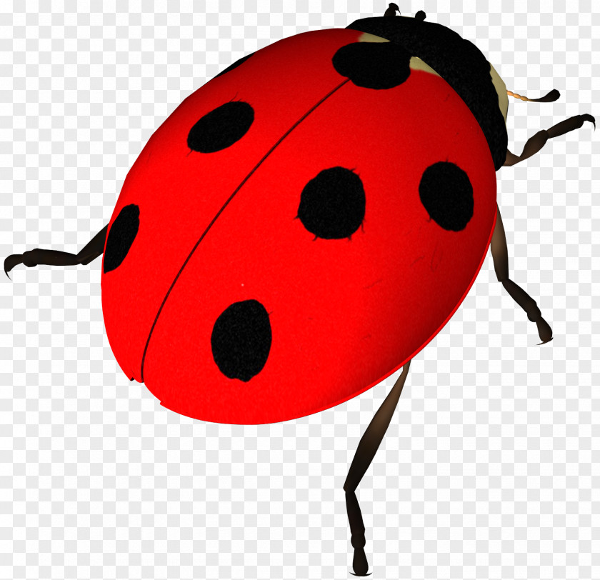 Beetle Display Resolution Ladybird Clip Art PNG