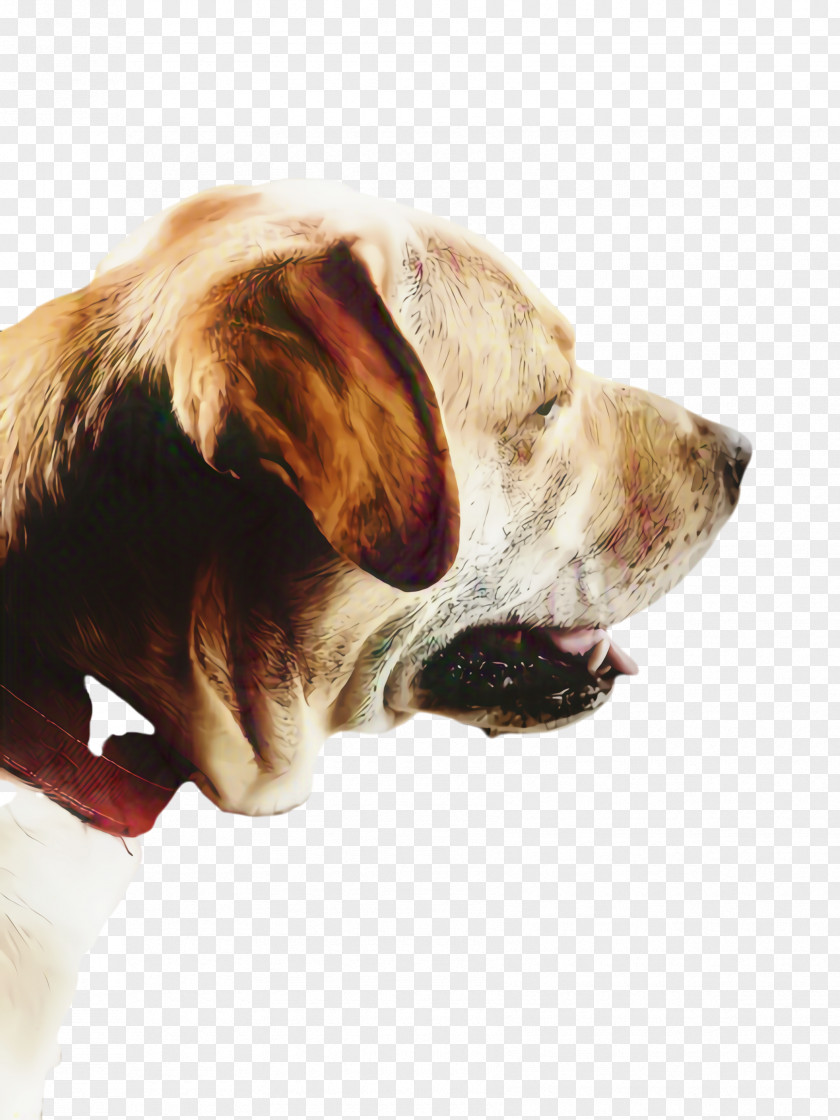 Fur Pointer Cute Dog PNG