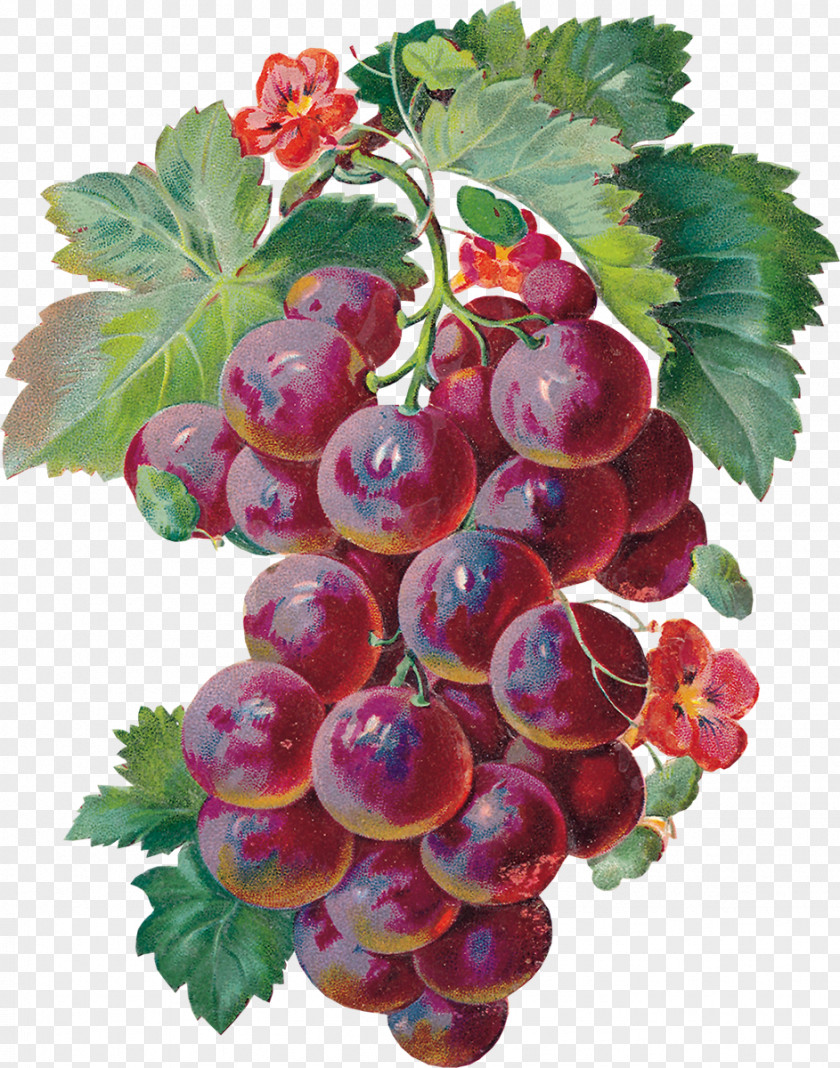 Grape Juice Animation Tenor Giphy PNG