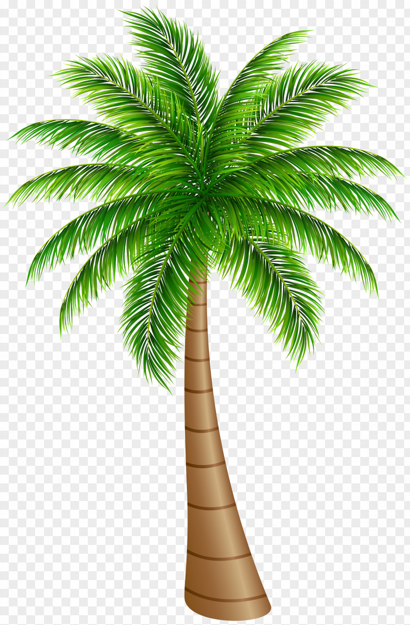 Palm Tree Large Clip Art Image Arecaceae Coconut PNG
