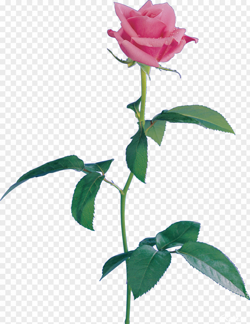 Rose Petal Still Life: Pink Roses Beach Centifolia Flower Garden PNG