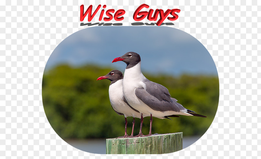 Wise Man Long-sleeved T-shirt Bird PNG