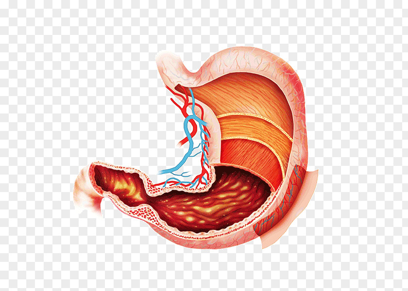 Advanced Physical Medicine Anatomy Digestion Abdomen Gastrointestinal Tract PNG