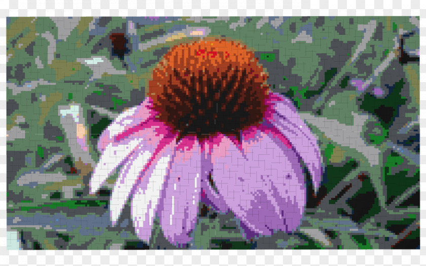 Coneflower Annual Plant PNG