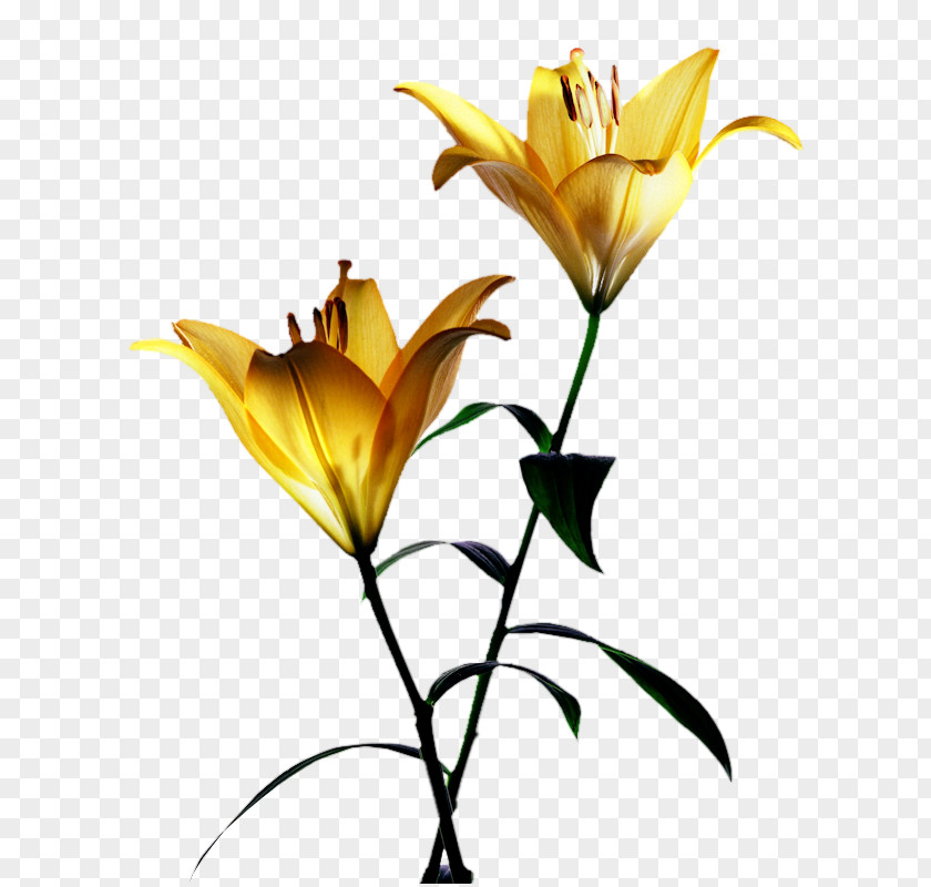 Flower Desktop Wallpaper Yellow Lilium PNG