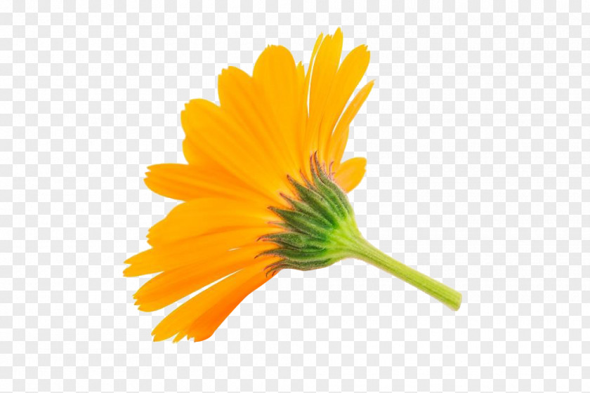 Marigold Free Picture Pull Calendula Officinalis Flower Stock Photography Royalty-free PNG