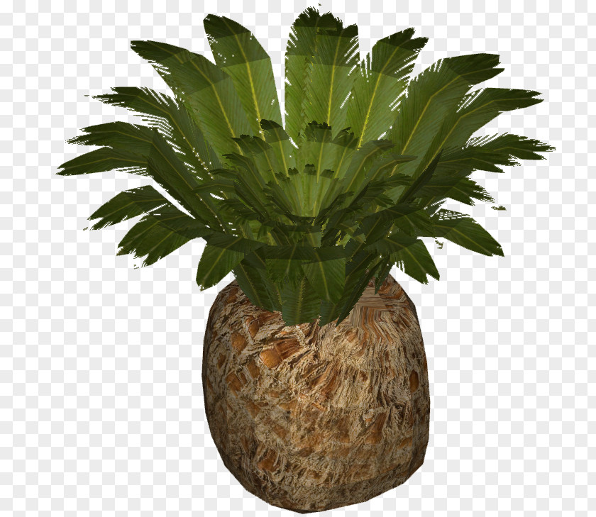 Palm Clipart Trees Clip Art Web Design Pygmy Date PNG