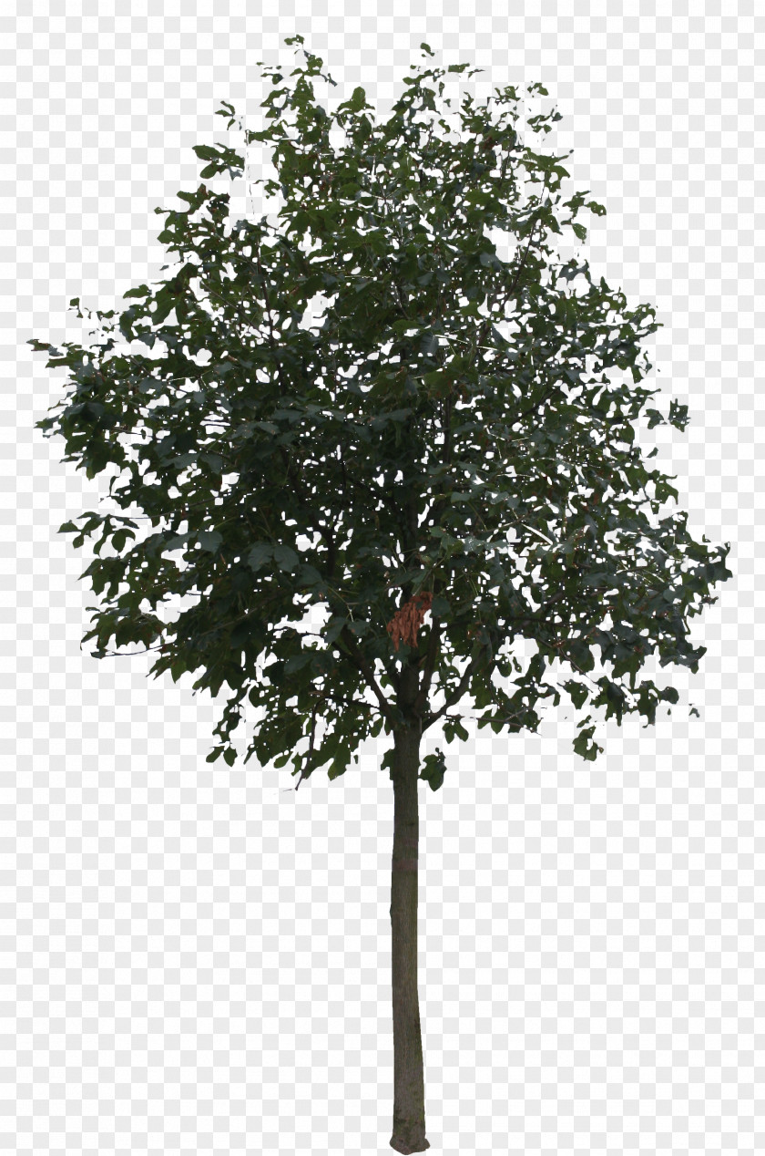 Small Trees Tree Rendering PNG