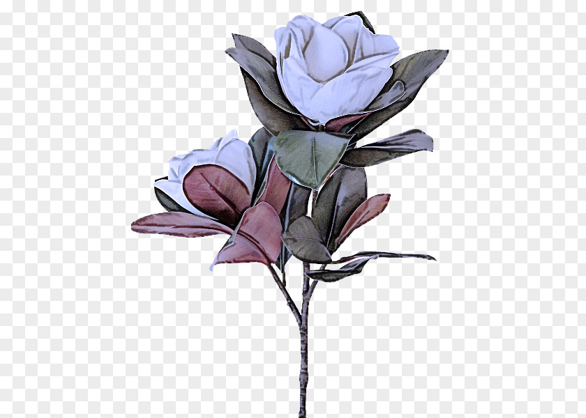 Artificial Flower Magnolia Family PNG