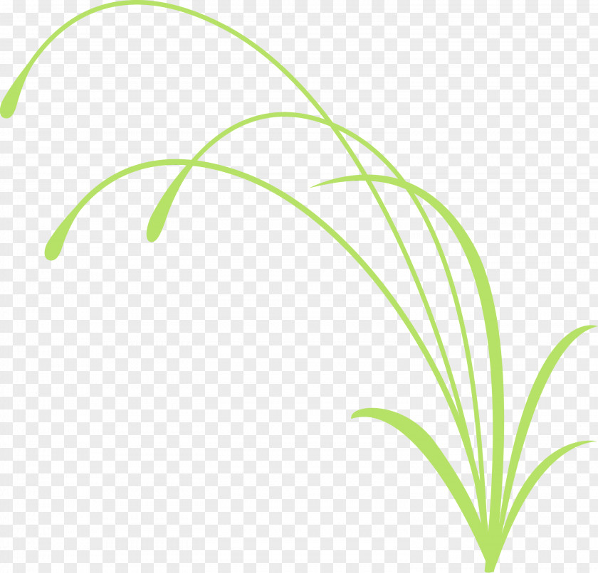 Green Leaf Grass Plant Family PNG