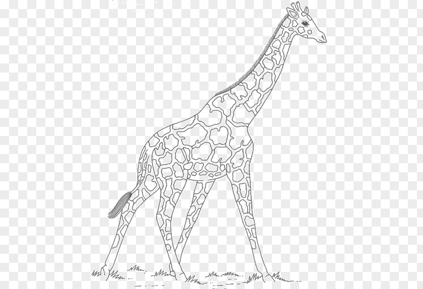 Night Scene Giraffe Line Art Neck Wildlife Animal PNG