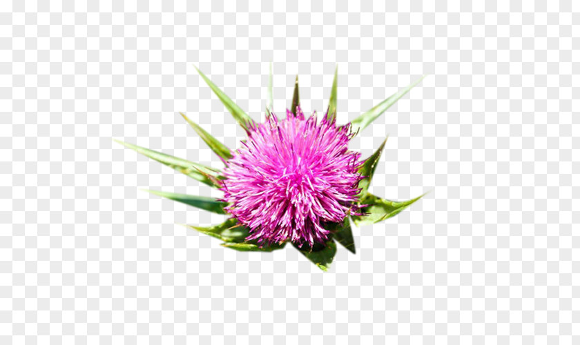 Pink Milk Thistle Picture Material Icon PNG