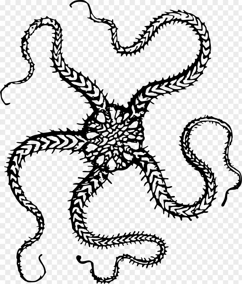 Sea Star T-shirt Starfish Clip Art PNG