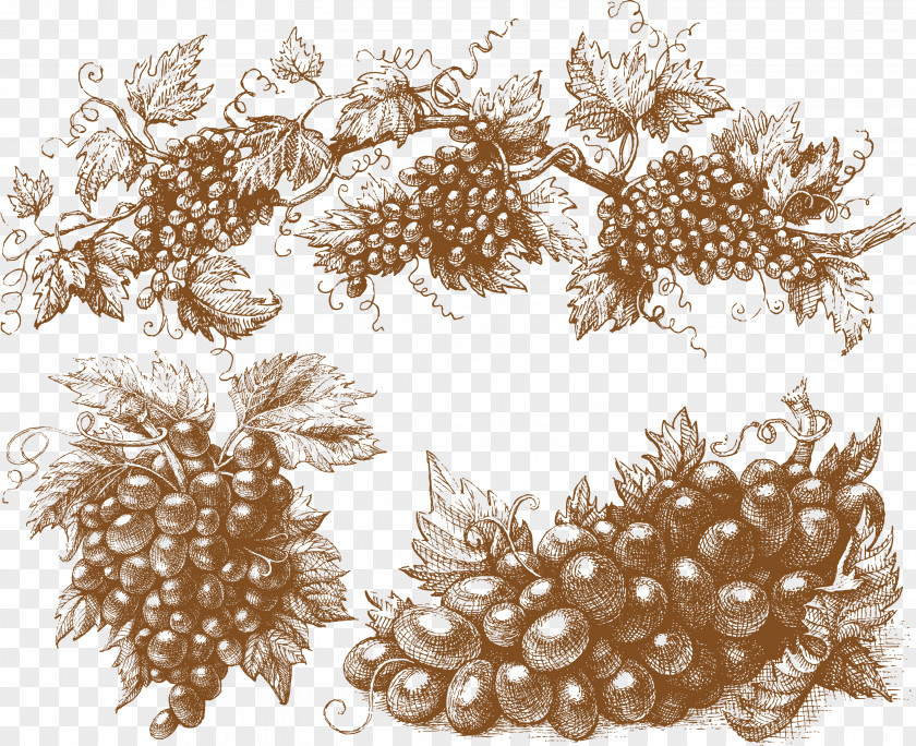 Vector Grapes Muscadine Grape Wine Clip Art PNG