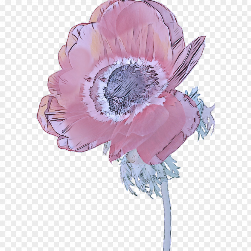 Fashion Accessory Anemone Pink Flower Cut Flowers Plant Petal PNG