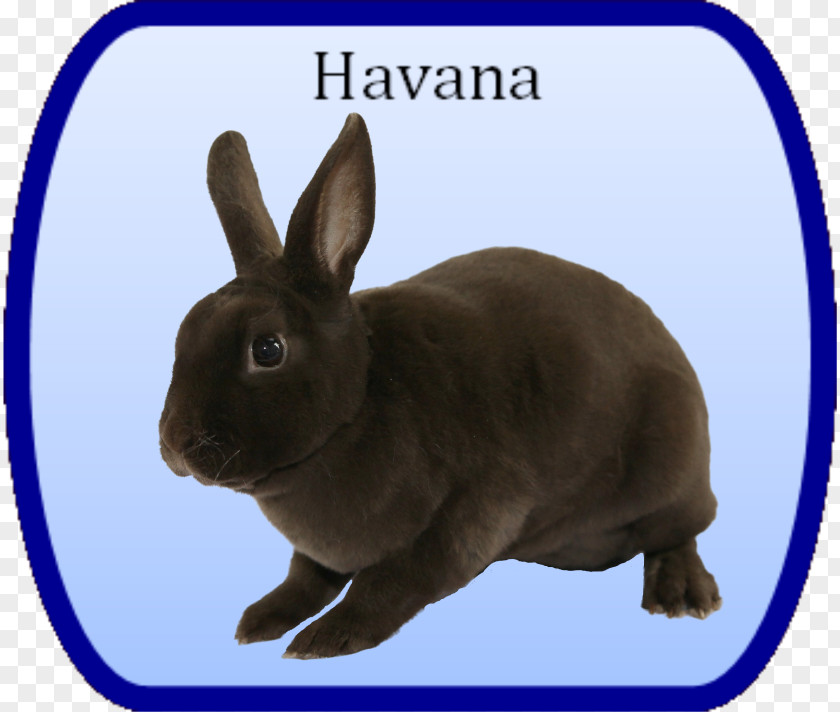 Mini Rex Domestic Rabbit Hare Fauna Snout PNG