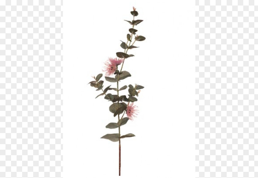 Silver Dollar Eucalyptus Twig Plant Stem Flowering PNG