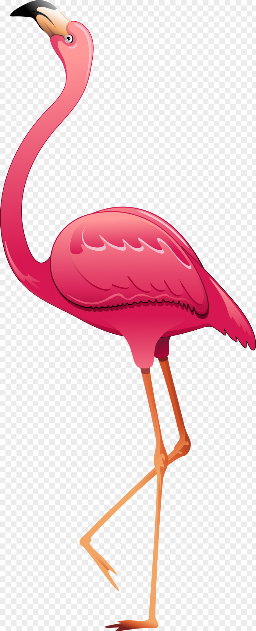 Bird Greater Flamingo PNG