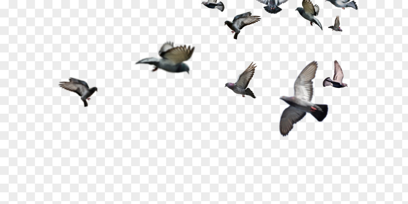 Flock Of Birds PNG