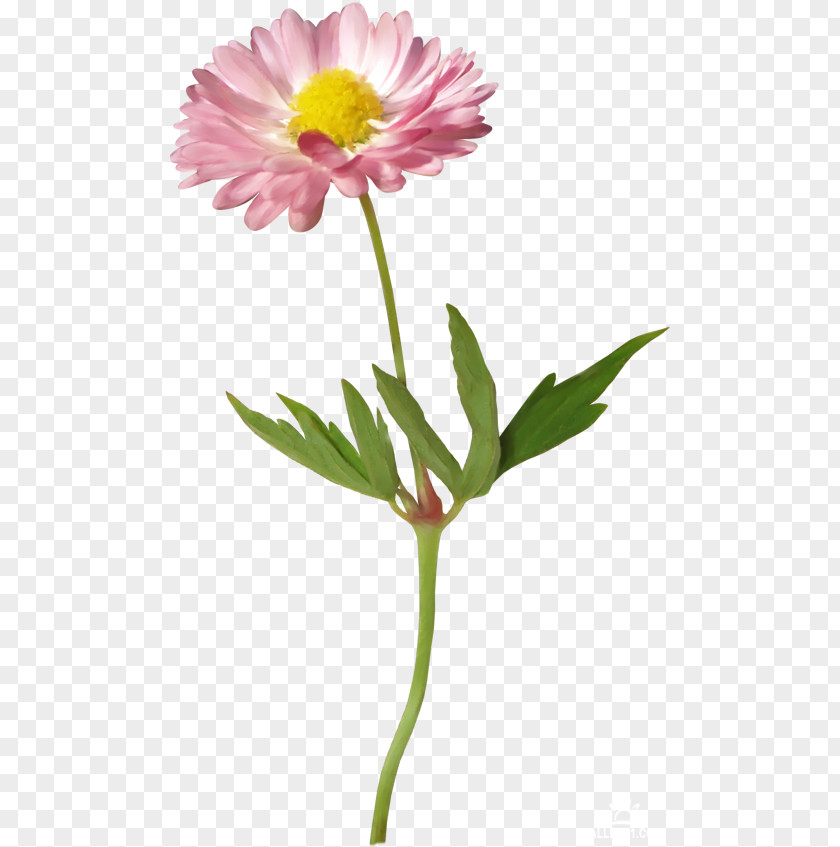 Flower Leaf Branch Herbaceous Plant Tree PNG