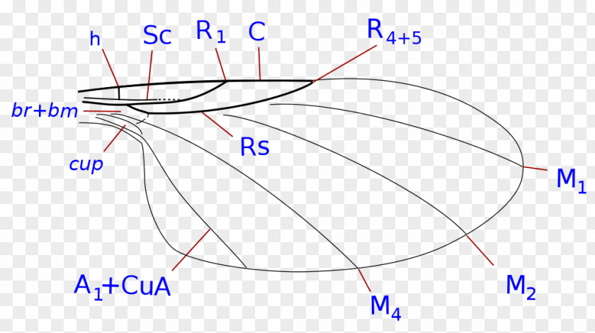Insect Phoridae Wing Morphology Of Diptera Fly PNG