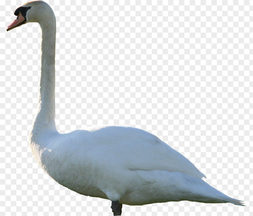 Nici Ag Mute Swan Duck Cygnini Goose PNG