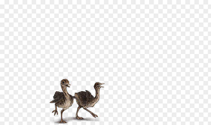 Ostrich Common Bird Lion Feather Ratite PNG