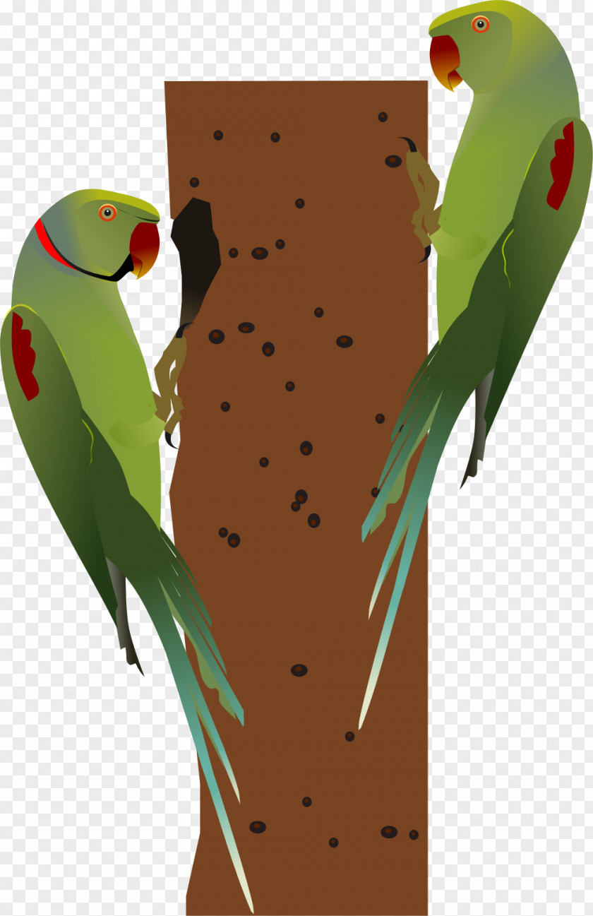 Parrot Budgerigar Macaw Bird Parakeet PNG