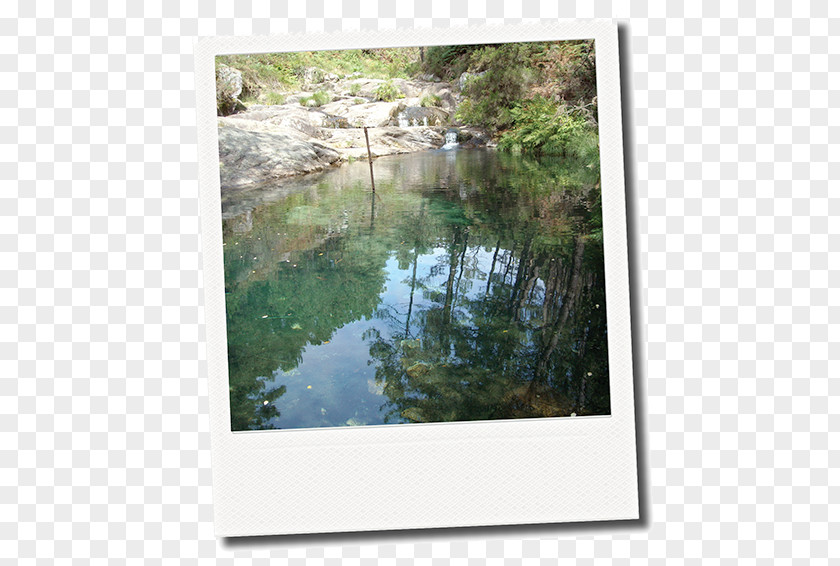 Cachorro Border Collie Bayou Water Resources Nature Reserve Wetland Picture Frames PNG