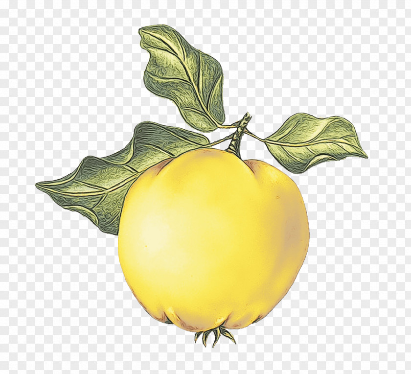 Citrus Vegetarian Food Lemon Tree PNG